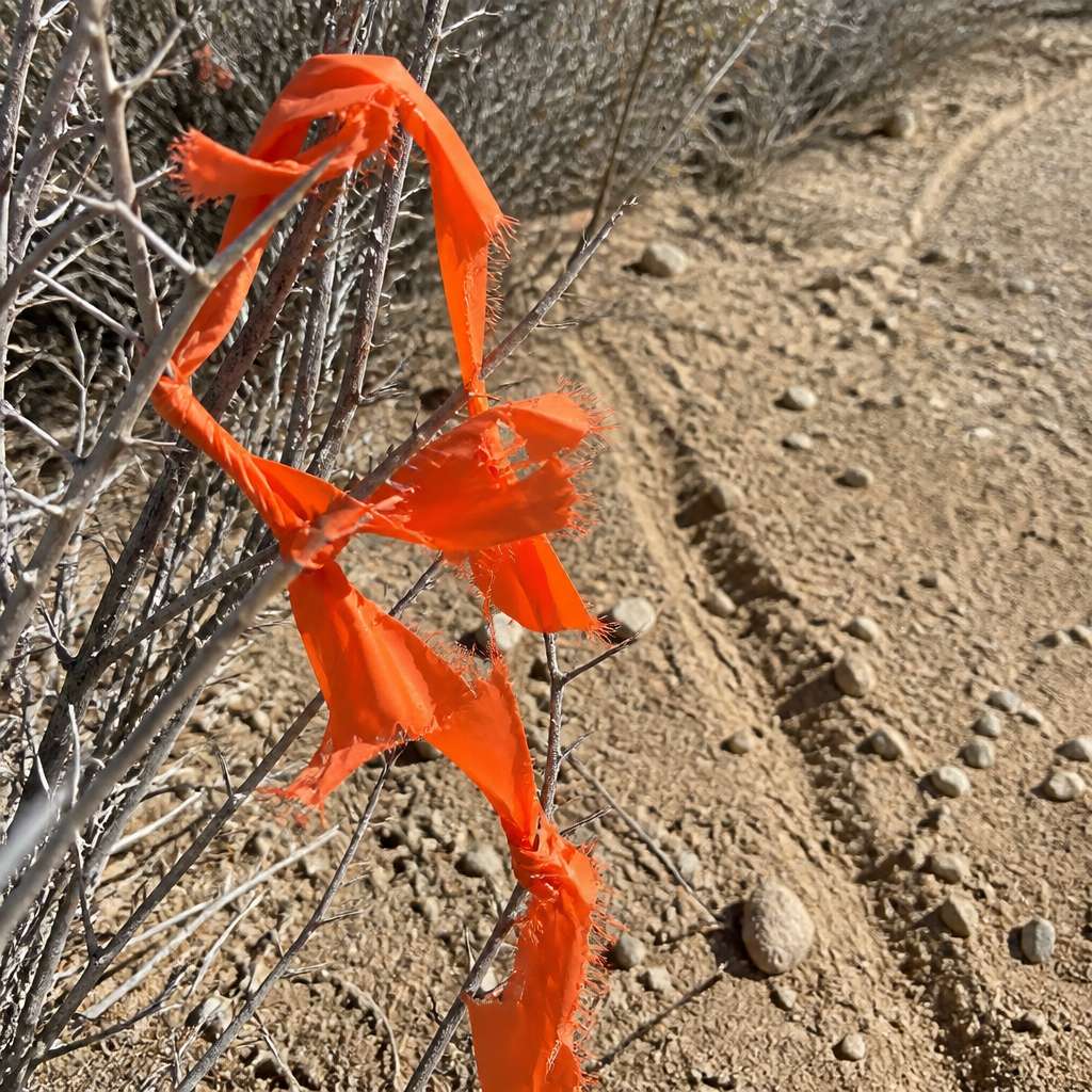 Orange survey tape snagged on a scrub branch, frayed and sun-bleached, in a dusty canyon setting.